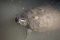 Red-eared Slider Turtle in Water Royalty Free Stock Photo