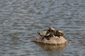 Red-eared slider turtles basking on rock