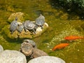 RED EARED SLIDER TURTLES