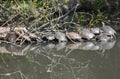 Red-eared Slider Turtles