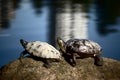 Red-Eared Slider Turtles Royalty Free Stock Photo