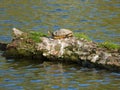 Suncatching turtle