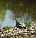 Turtle watching itÃÂ´s pond