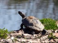 Closeup view of turtle