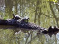 Two american turtles on a branch