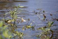 Red-Eared Slider in Water Royalty Free Stock Photo