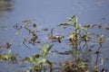 Red-Eared Slider in the Water Royalty Free Stock Photo