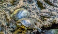 Red eared slider and yellow bellied slider together in closeup, tropical reptile pets from America