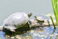Red Eared Slider and Yellow Bellied Slider Turtles