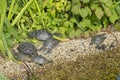 Red-eared sliders bask in the sun on the rocks on the lake pond. A flock of turtles in the wild, resting turtle shore