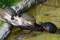 Red-eared sliders Royalty Free Stock Photo