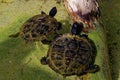 Red-eared sliders Royalty Free Stock Photo