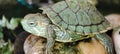 Red-eared sliders turle