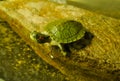 Green and small red-eared turtle