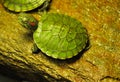 Green and small red-eared turtle