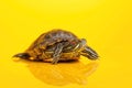 Red-eared sliders on yellow background