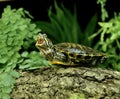 Red-Eared Terrapin,btrachemys scripta elegans