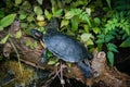 Red eared terrapin