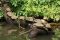 Red-eared Terrapin - Trachemys scripta elegans