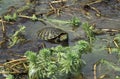 Red Eared Terrapin, trachemys scripta elegans, Adult