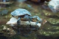 Red Eared Terrapin (Trachemys scripta elegans) Royalty Free Stock Photo
