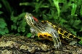 Red-Eared Terrapin, trachemys scripta elegans