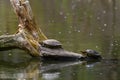 Red Eared Terrapin Turtles AKA Pond slider - Trachemys scripta elegans