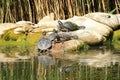 Red-eared turtle bask in the sun Royalty Free Stock Photo