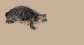 A red-eared turtle on a brown background Royalty Free Stock Photo