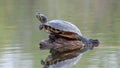 red-eared turtle climbed out onto a log to bask in the sun Royalty Free Stock Photo
