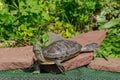 Red eared turtle close up in nature environment Royalty Free Stock Photo