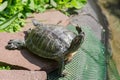 Red eared turtle close up in nature environment Royalty Free Stock Photo