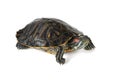 A red-eared turtle isolated on a white background Royalty Free Stock Photo