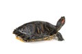 A red-eared turtle with its head up is isolated on a white background Royalty Free Stock Photo