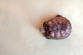 Red-eared turtle on   light green background Royalty Free Stock Photo