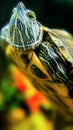 Red-eared turtle looks out from under the water in the aquarium