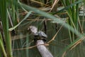 Turtle basks in the sun in the pond in daylight Royalty Free Stock Photo