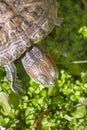 Red eared turtle in nature