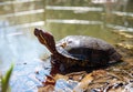 A red-eared turtle in a pond basks in the sun on a summer sunny day. Close up Royalty Free Stock Photo