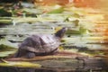 Red-eared turtle in the pond on the Board. Turtle in a non-native habitat. Trachemys scripta basking in the sun Royalty Free Stock Photo
