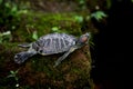 Red eared turtle resting on mossy rock