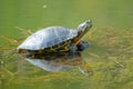 Red-eared Turtle