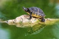 Red eared turtle on a rock