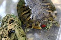 A red-eared turtle sits in a terrarium in the water. Royalty Free Stock Photo