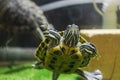 The red-eared turtle swims in the water. Close-up. Lovely pet. Selective focus Royalty Free Stock Photo