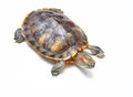 Red-eared turtle, Trachemys scripta on white isolated background. Yellow-bellied water turtle. Close up