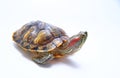 Red-eared turtle, Trachemys scripta on white isolated background. Yellow-bellied water turtle. Close up Royalty Free Stock Photo