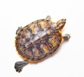 Red-eared turtle, Trachemys scripta on white isolated background. Yellow-bellied water turtle. Close up. The view from the top Royalty Free Stock Photo