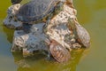 red-eared turtles basking in the sun