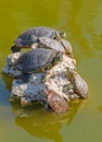 red-eared turtles basking in the sun